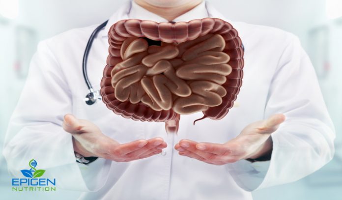 Digestive system
