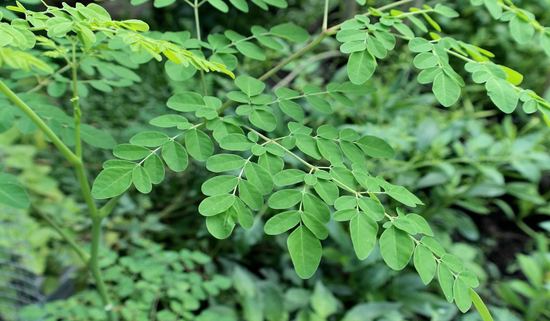Moringa