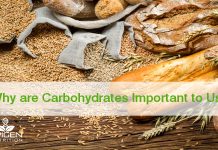 Why are Carbohydrates Important to Us