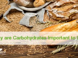 Why are Carbohydrates Important to Us