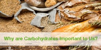 Why are Carbohydrates Important to Us