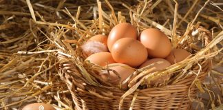 Egg Facts